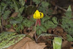 Yellow Trout- Lily, Erythronium americanum