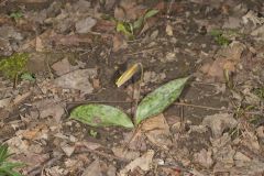 Yellow Trout- Lily, Erythronium americanum