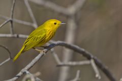 Yellow Warbler, Setophaga petechia