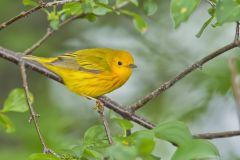 Yellow Warbler, Setophaga petechia