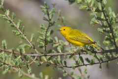 Yellow Warbler, Setophaga petechia