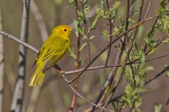 Yellow Warbler, Setophaga petechia