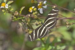 Zebra Longwing, Heliconius charithonia