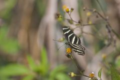 Zebra Longwing, Heliconius charithonia