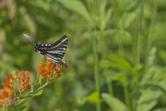 Zebra Swallowtail, Protographium marcellus