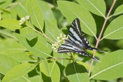 Zebra Swallowtail, Protographium marcellus