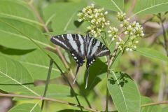 Zebra Swallowtail, Protographium marcellus