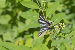 Zebra Swallowtail, Protographium marcellus