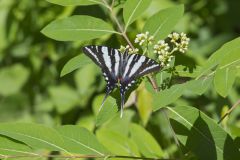 Zebra Swallowtail, Protographium marcellus