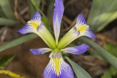 Zigzag Iris, Iris brevicaulis