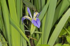 Zigzag Iris, Iris brevicaulis
